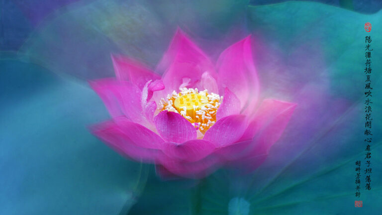 Flowers in Motion - Lotus Flower